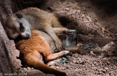 Meerkat Cuddle