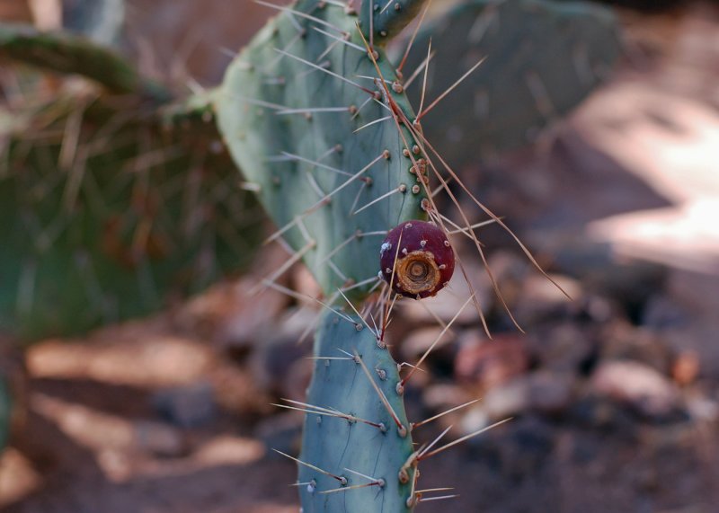 Cactus fruit.