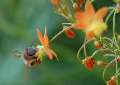 Close-up of bee and flower.