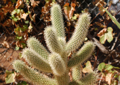 I think this is a teddybear cholla. It is not as fuzzy as it looks.