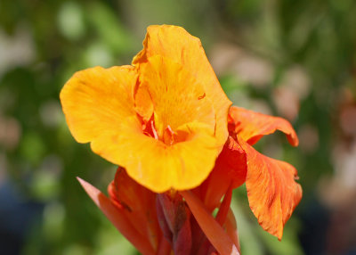 A canna flower, close up.