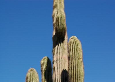 The mighty saguaro.