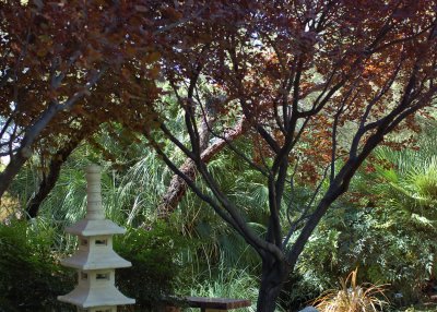 Asian-style gardens go unexpectedly well in the desert.