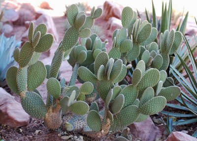 You can grow more things in the desert than just cacti. But cacti are good too.