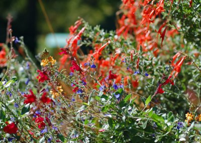 Another nice mix of perennials.