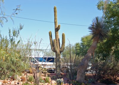 Saguaro in its semi-natural habitat.