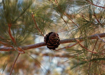 Aleppo pine.
