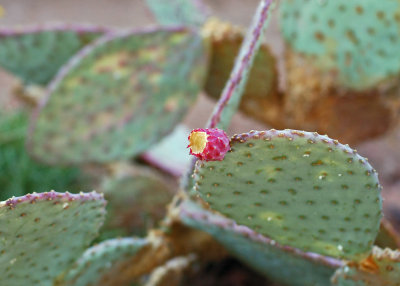 More cactus fruit.