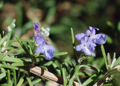 A slightly blurry picture of rosemary flowers - rosemary is used as a landscape shrub here.