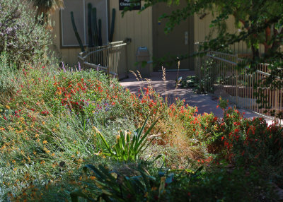 Las Vegas gardens have two real blooming seasons - spring and fall.
