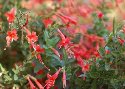 I think this might be some sort of penstemon or sage - not sure.