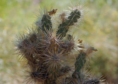 More cacti.