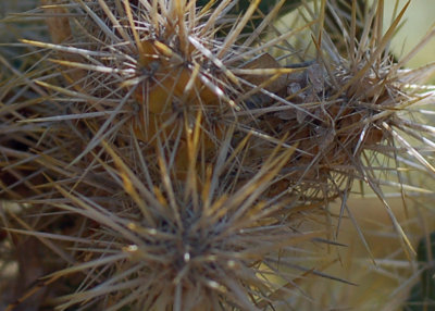 Cactus spines close-up.