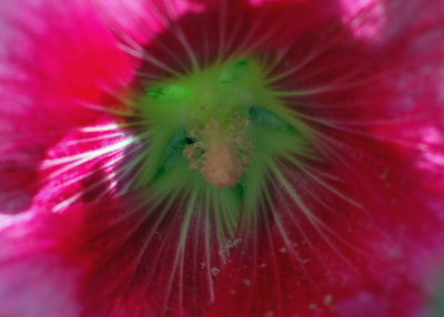 Close-up of a hollyhock flower.