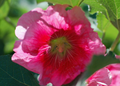 Hollyhocks grow well here.