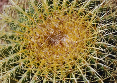 Golden barrel cactus.