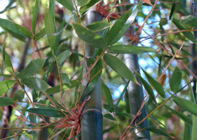 Giant bamboo.