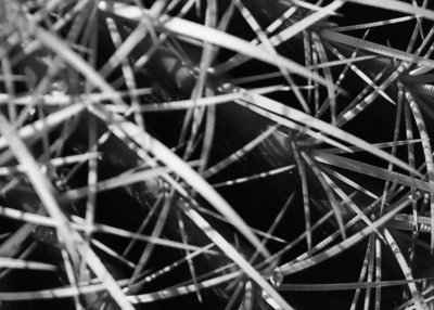 Cactus thorns in black and white.