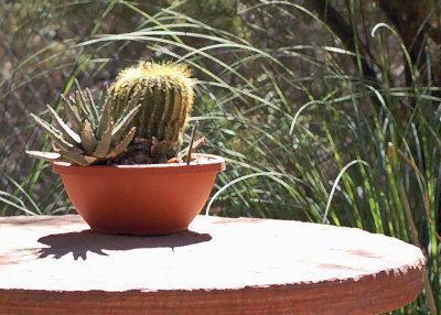 Still life with cactus, in Paint Daubs.