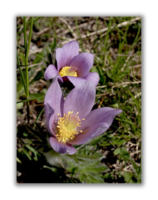 159 Pulsatilla halleri