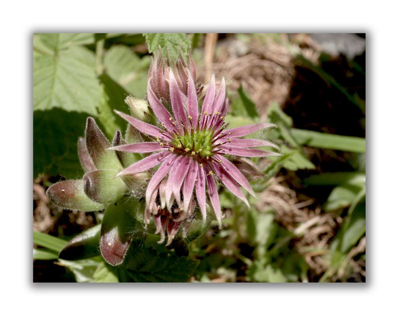 879 Sempervivum montanum