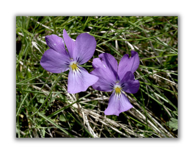 555 Viola calcarata