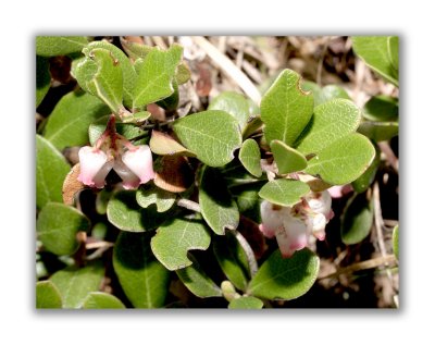 783 Arctostaphylos uva-ursi