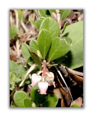 783 Arctostaphylos uva-ursi