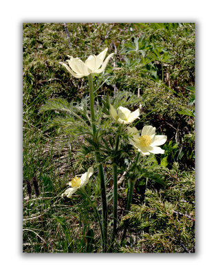 156 Pulsatilla alpina apiifolia