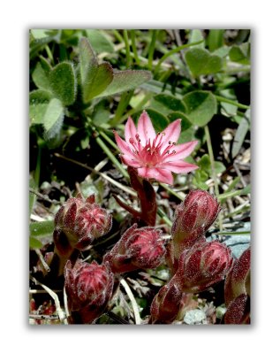 880 Sempervivum arachnoideum