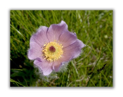 157 Pulsatilla vernalis