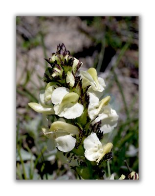 1816 Pedicularis tuberosa