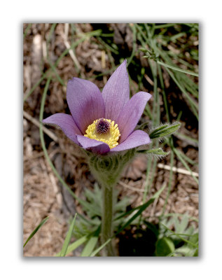 159 Pulsatilla halleri