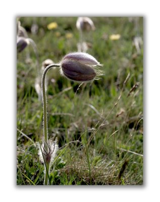 157 Pulsatilla vernalis