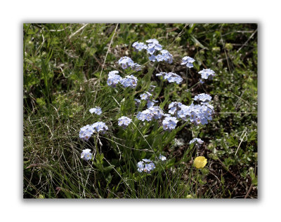 1584 Myosotis alpestris