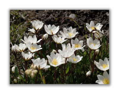 937 Dryas octopetala