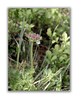 1471 Ligusticum mutellina