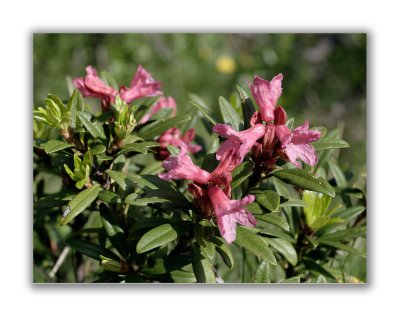 786 Rhododendron ferrugineum