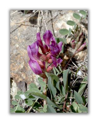 1170 Astragalus leontinus