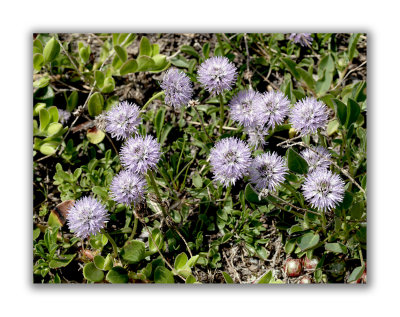 1890 Globularia cordifolia