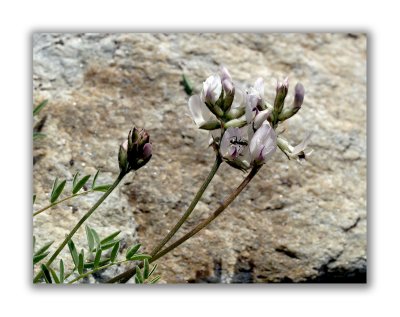 1180 Oxytropis campestris tyroliensis