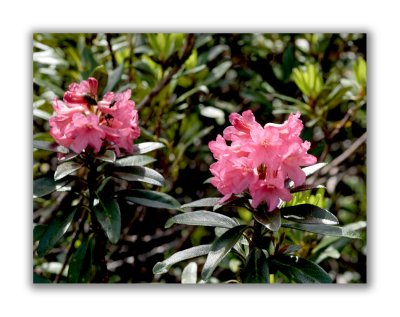 786 Rhododendron ferrugineum