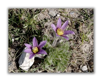 159 Pulsatilla halleri