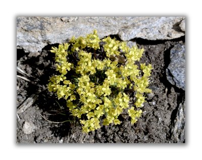 697 Draba aizoides