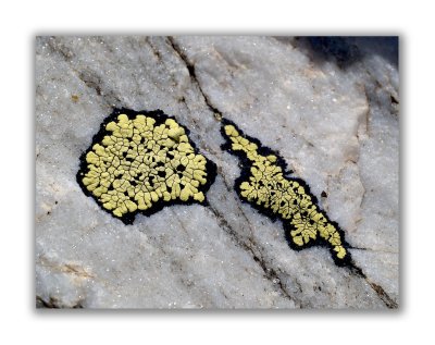 Lichen