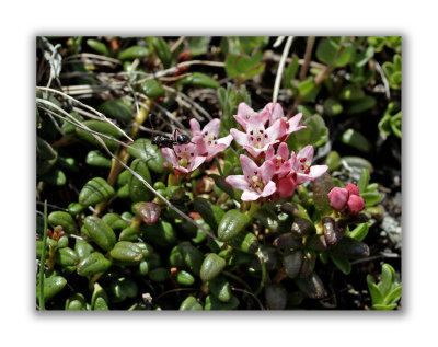 781 Loiseleuria procumbens