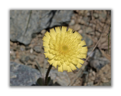 2348 Hieracium saussureoides