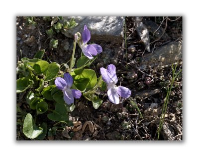 542 Viola pyrenaica