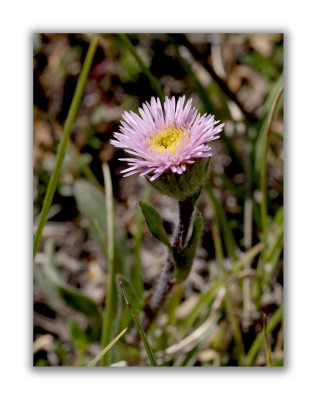 2056 Erigeron neglectus