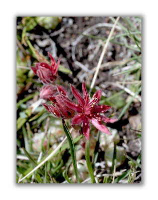 880 Sempervivum arachnoideum